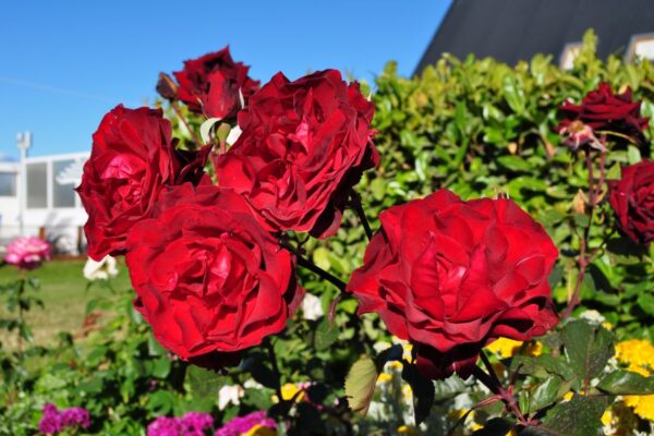 Jardines,, Apart Samay Hue