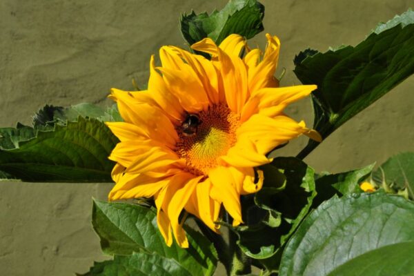 Jardines,, Apart Samay Hue