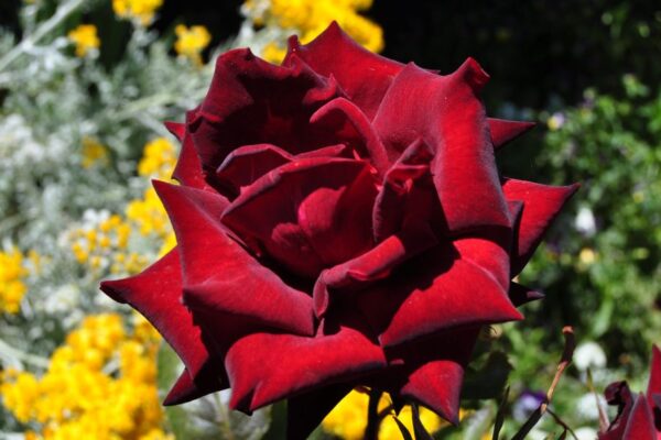 Jardines,, Apart Samay Hue